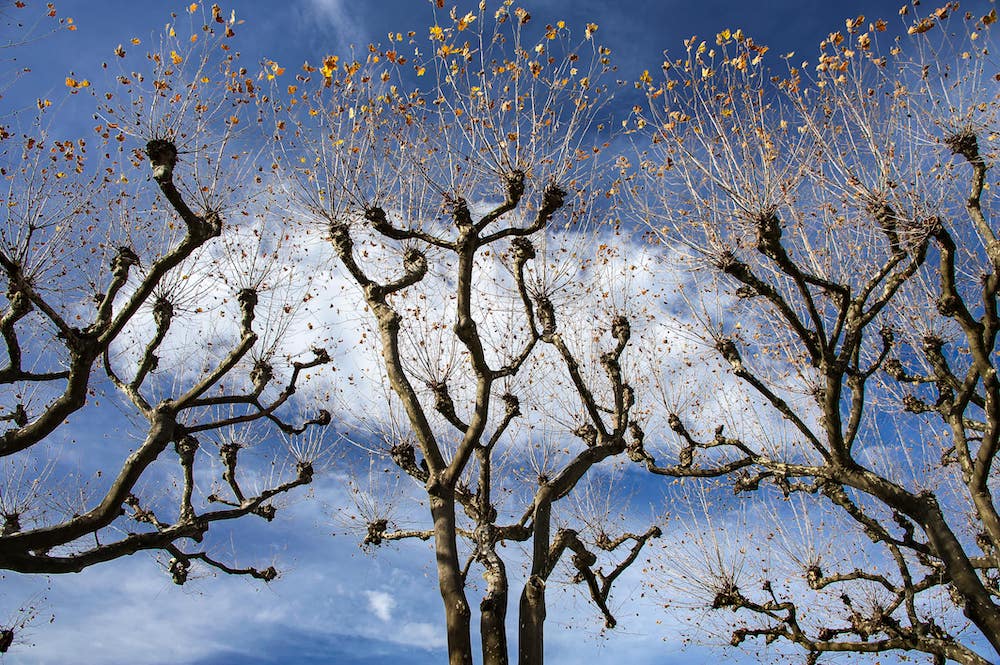 The Importance of Pollarding Ash Trees - Hands on Tree Care